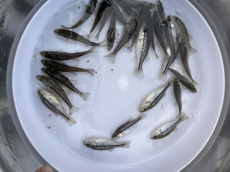 加州鲈鱼苗苗场批发淡水鲈鱼苗优鲈3号，苗场直接供应