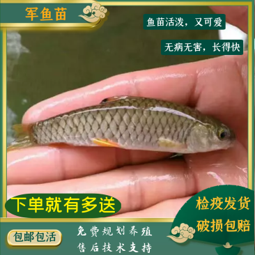 军鱼苗/光倒刺鲃鱼苗/石坚鱼苗/坑坚鱼苗/中华倒刺鲃鱼苗