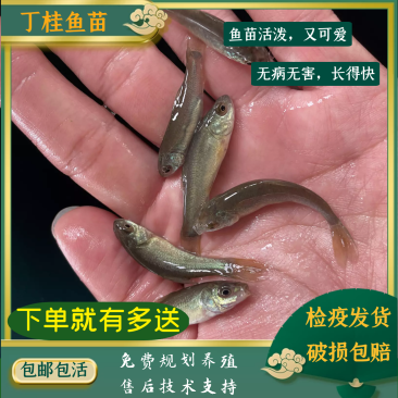 丁桂鱼苗红丁桂鱼苗丁贵鱼苗丁桂鱼水花\易养快大