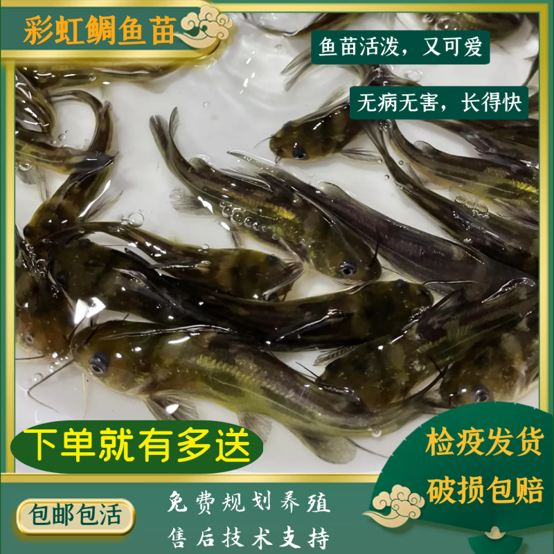 黄颡鱼苗包邮全雄黄骨黄颡杂交黄骨黄辣丁黄丫角基地直供