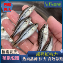 淡水鲈鱼苗优鲈3号鲈鱼苗已完全驯化吃料成活率高