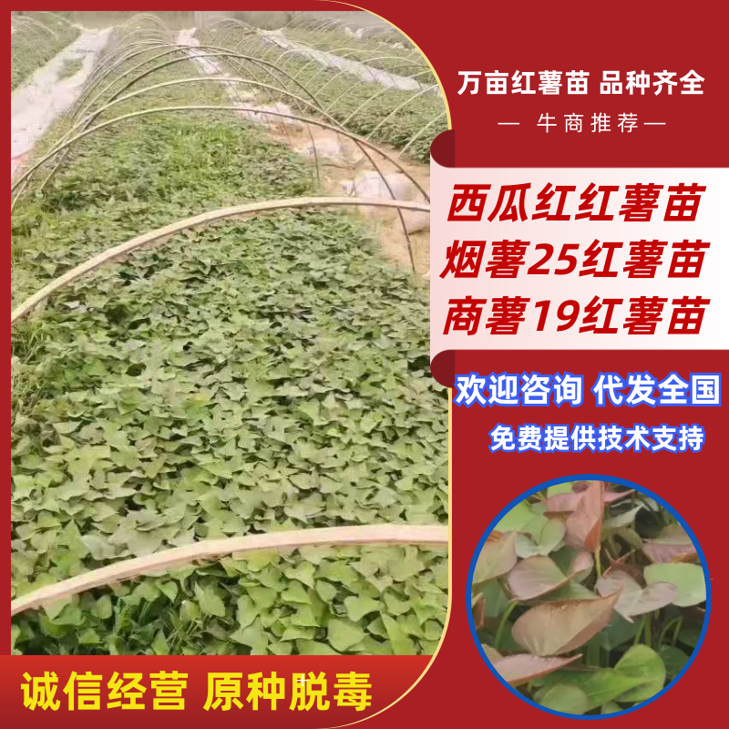 红薯苗原种脱毒红薯苗品种齐全产地直发大量供应欢迎咨询