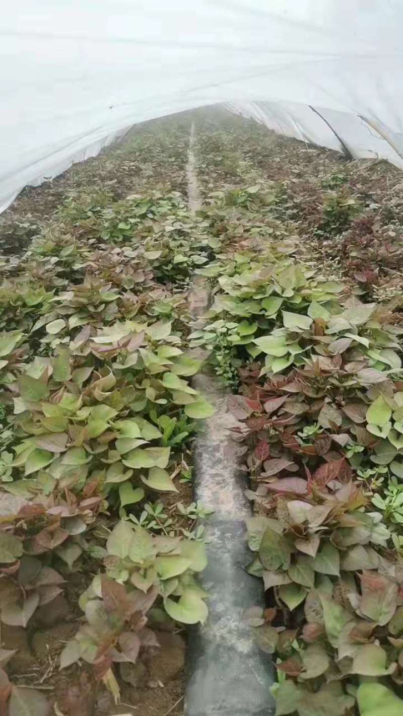 红薯苗原种脱毒红薯苗品种齐全产地直发大量供应欢迎咨询