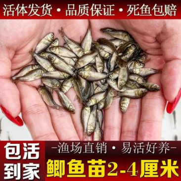鲫鱼苗，湘云鲫，银鲫白鲫鱼苗杂交工程鲫，中科5号，鲫鱼