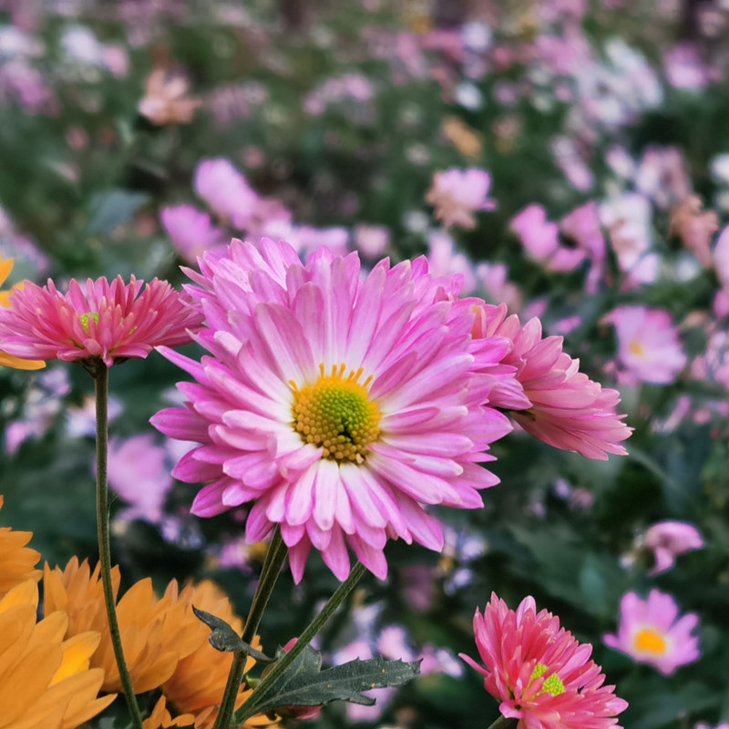 翠菊种子七月菊格桑花种子四季易种庭院阳台种子景观花海