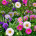 翠菊种子七月菊格桑花种子四季易种庭院阳台种子景观花海
