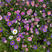 翠菊种子七月菊格桑花种子四季易种庭院阳台种子景观花海