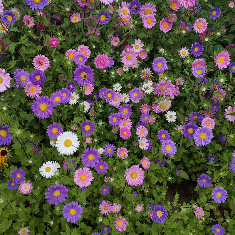 翠菊种子七月菊格桑花种子四季易种庭院阳台种子景观花海