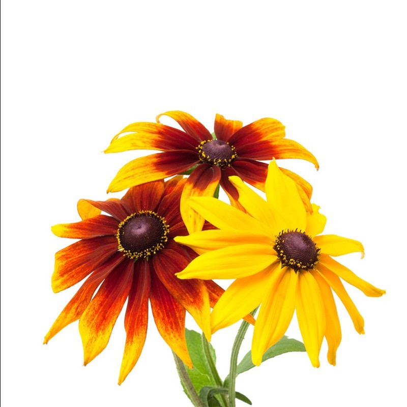 黑心菊种子金菊花蜂窝菊种子四季易种庭院阳台种子景观花海