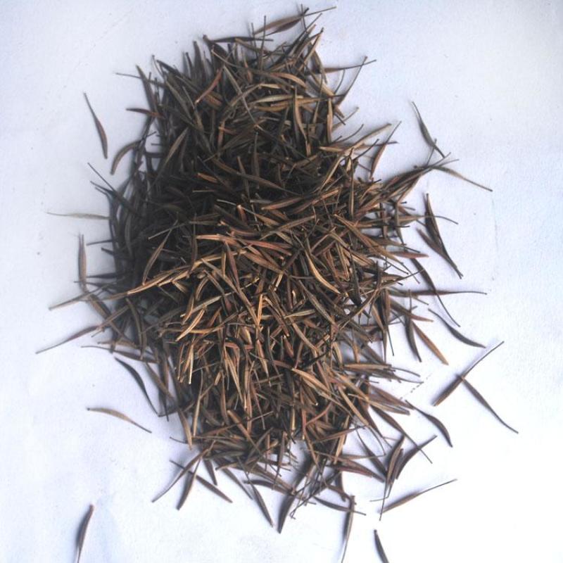 硫华菊种子硫化菊种子四季易种庭院阳台种子景观花海硫磺菊籽
