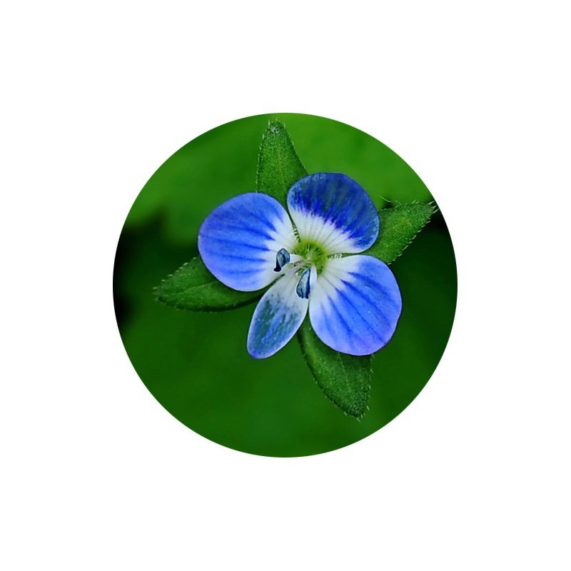 婆婆纳种子四季易活开花不断花卉种子绿化道路量大优惠