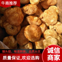 猴头菇，味道鲜美，品质从优，欢迎各地区老板前来选购！