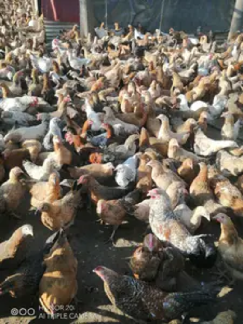 常年大量供应、白条鸡、老母鸡，土鸡、真空包装鸡批发