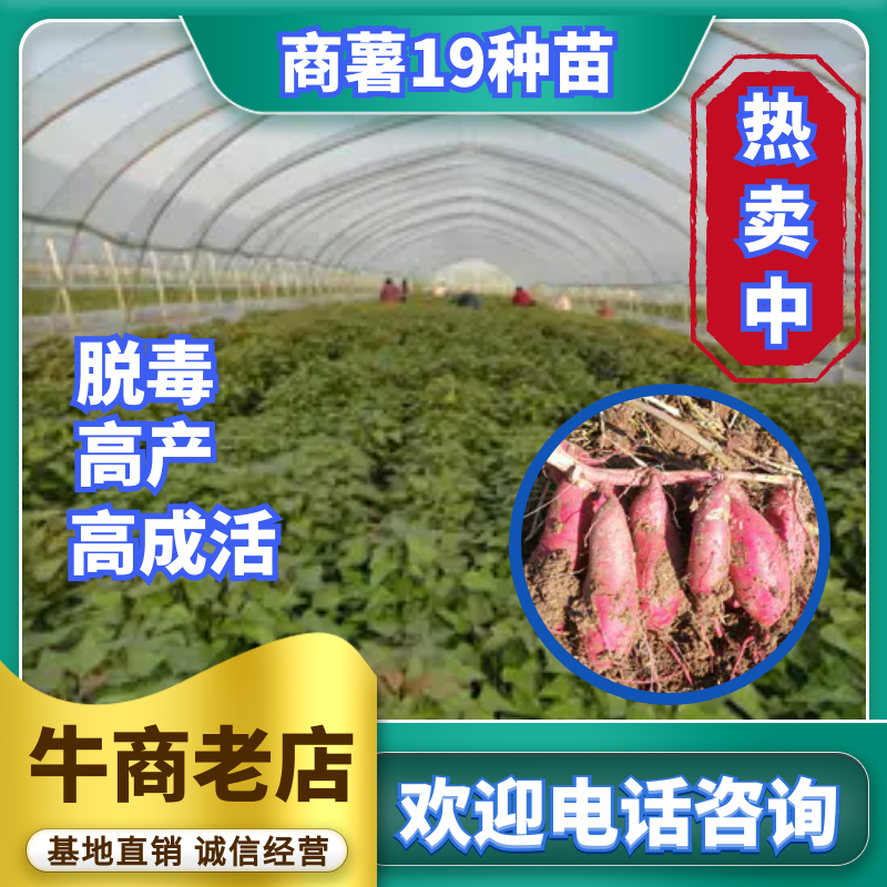 商薯19.红薯种，脱毒薯种，抗病高产包成活，提供技术指导