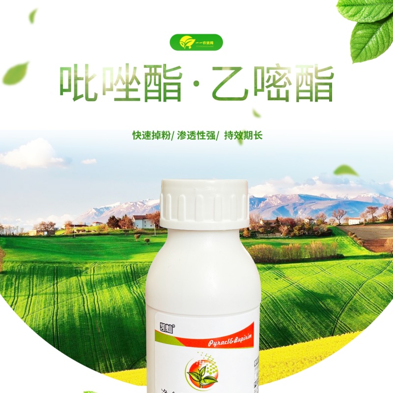 25%吡唑醚菌酯·乙嘧脂白粉病专用药草莓月季多肉农药