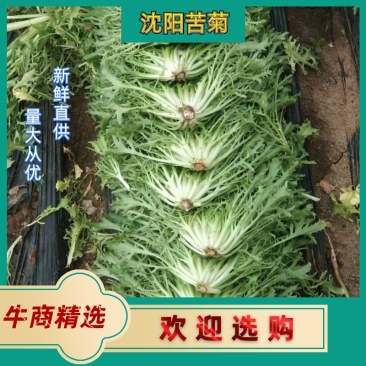 苦菊精品苦菊，苦叶产地直销货量充足，供应全国各地