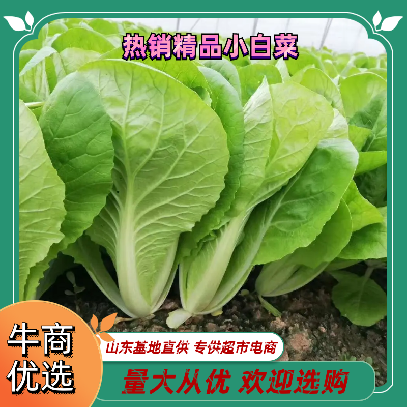 小白菜快菜山东基地直供超市电商货源充足量大从优欢迎选购