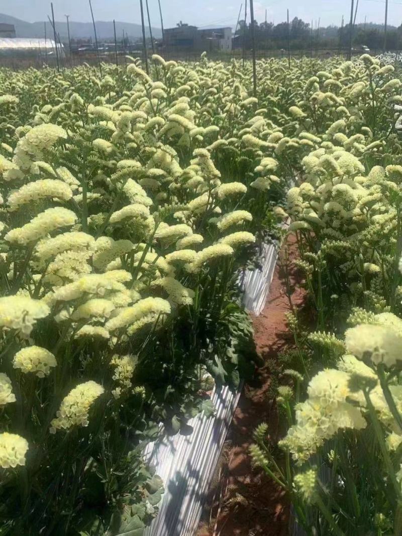 云南基地干花云南干花云南十八怪1勿忘我满天星情人草