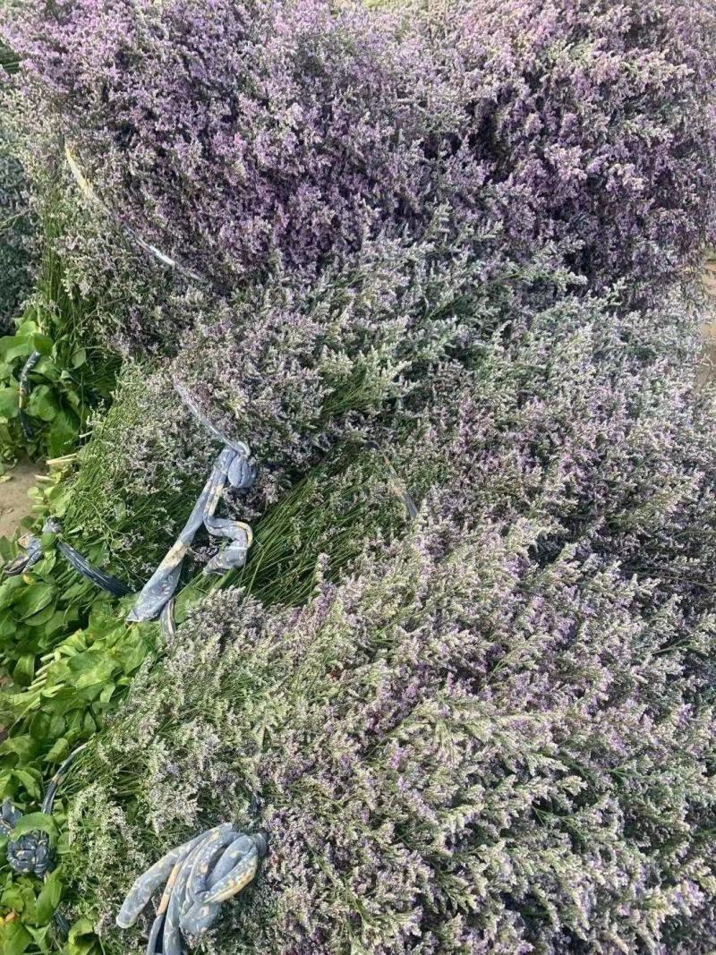 云南基地干花云南干花云南十八怪1勿忘我满天星情人草