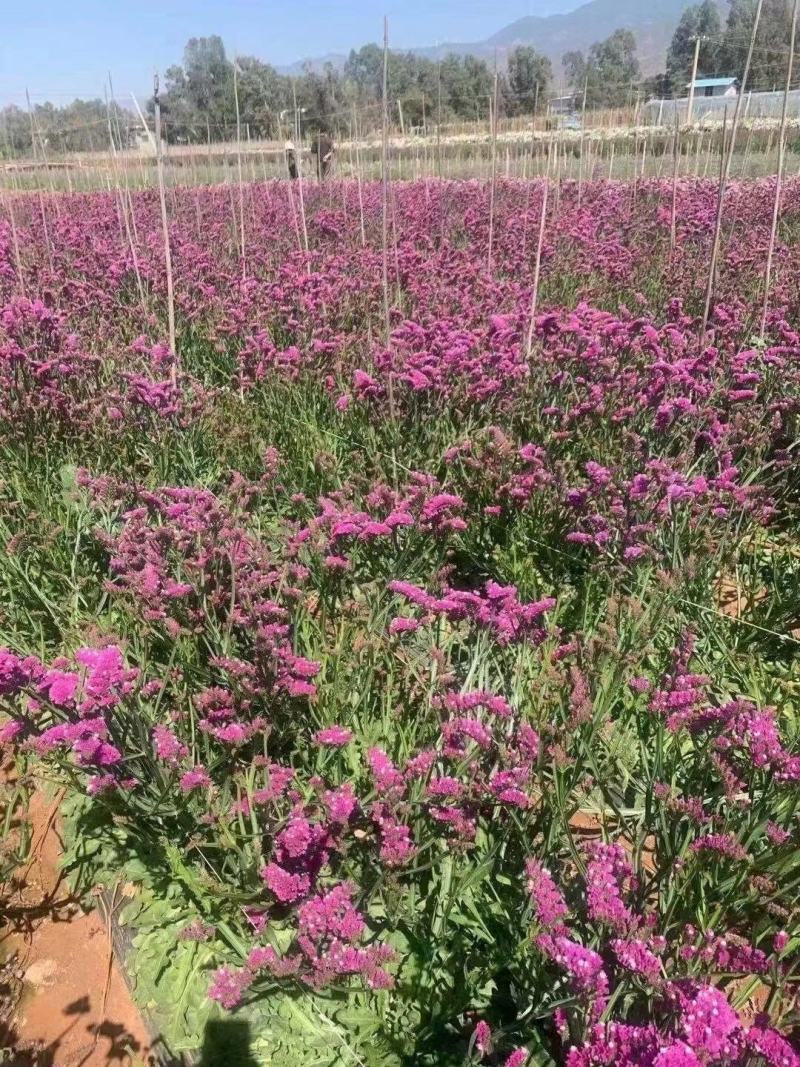 云南基地干花云南干花云南十八怪1勿忘我满天星情人草