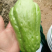精品青皮佛手瓜，大量供应，一手货源，品质保证，产地直供