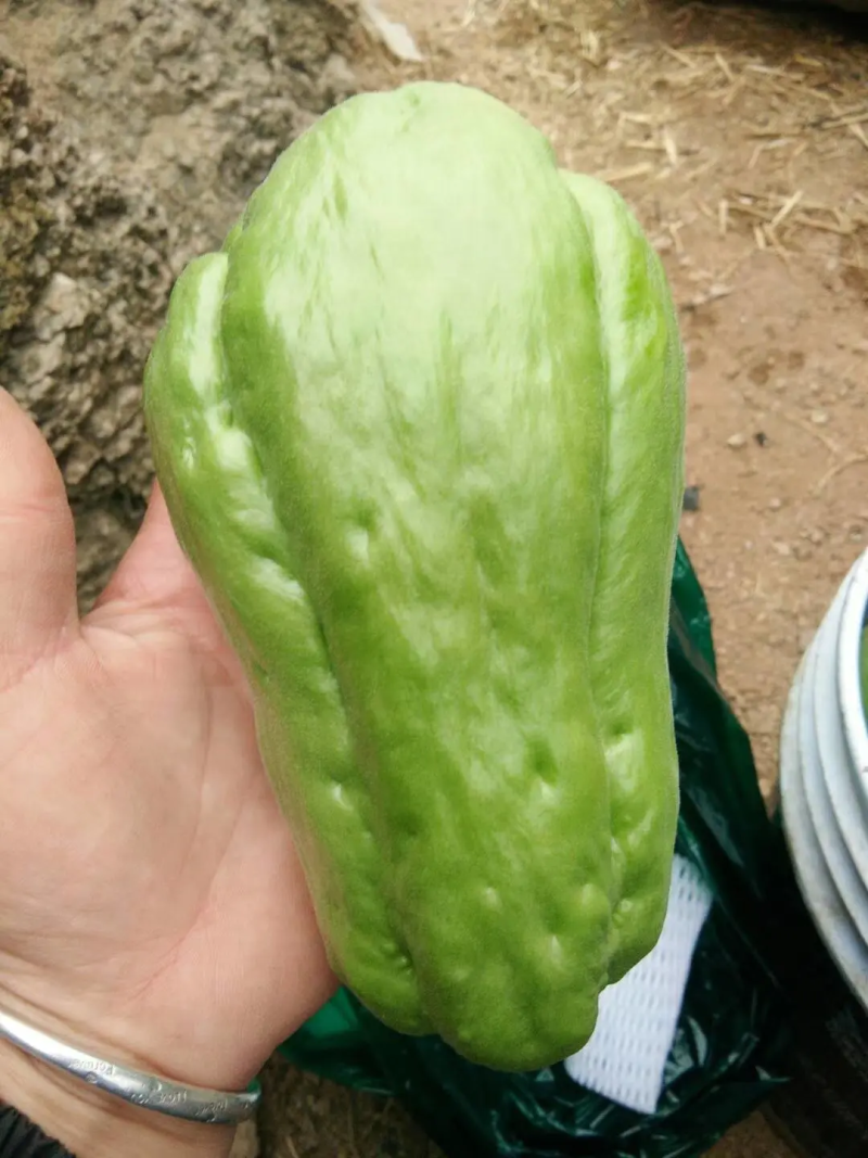 精品青皮佛手瓜，大量供应，一手货源，品质保证，产地直供