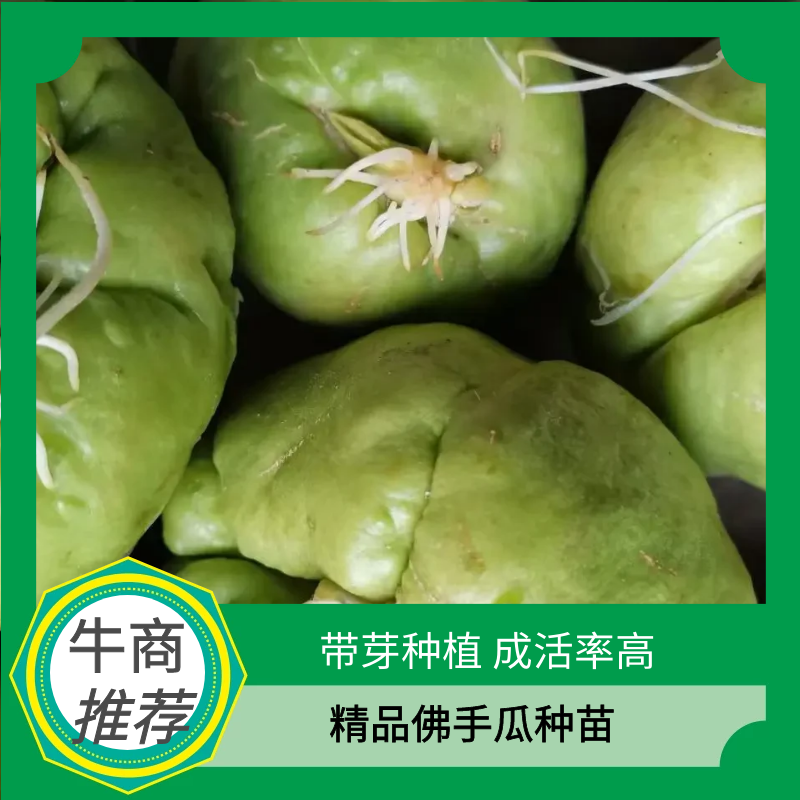 广东湛江佛手瓜苗白瓜绿瓜大量供应欢迎来电咨询