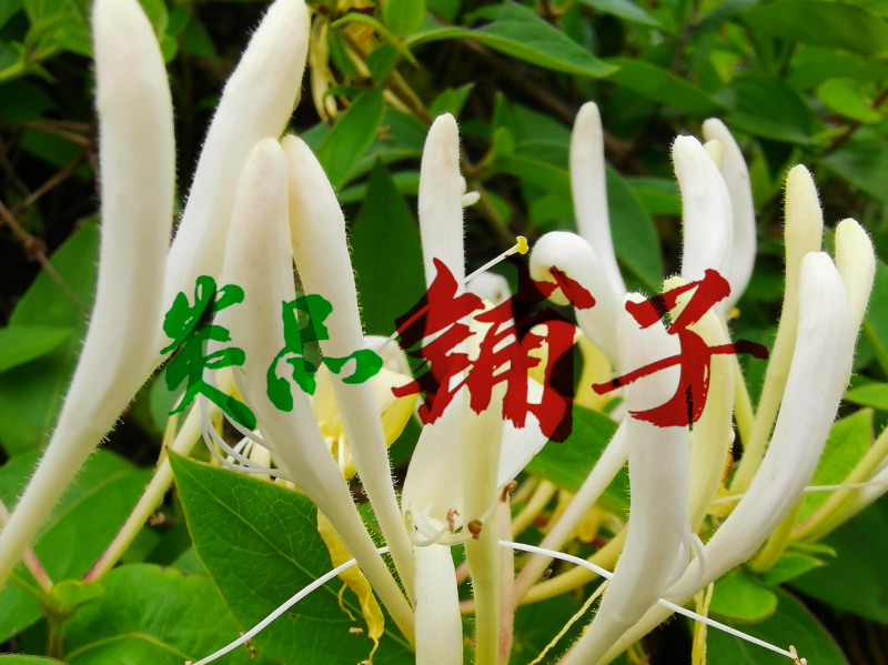 金银花/晒干金银花/自然生长我银花/无硫磺金银花/批发药