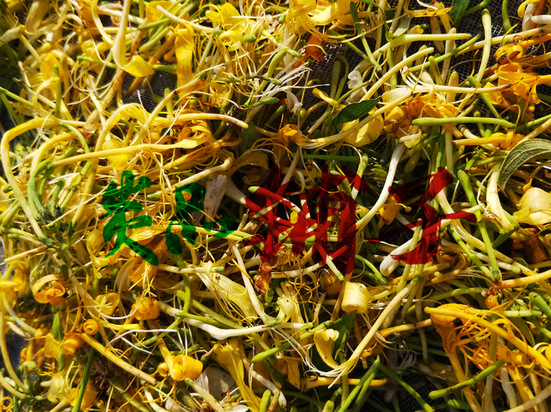 金银花/晒干金银花/自然生长我银花/无硫磺金银花/批发药