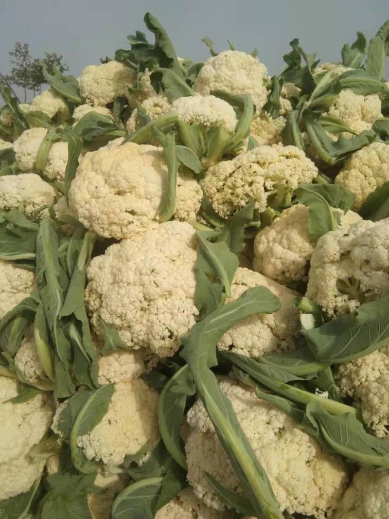 湖北天门松花菜，精品松花菜，产地直发，质优价廉，可发全国