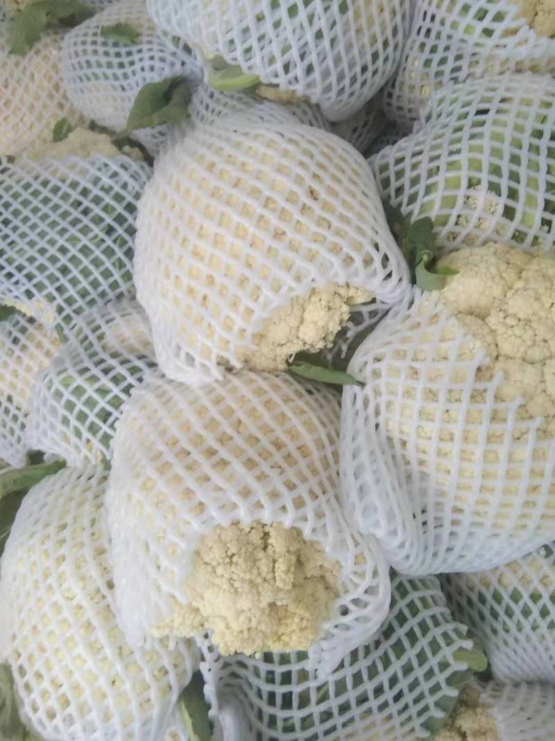 湖北天门松花菜，精品松花菜，产地直发，质优价廉，可发全国