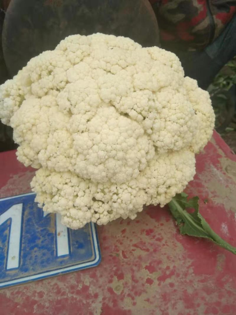 湖北天门松花菜，精品松花菜，产地直发，质优价廉，可发全国