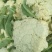 湖北天门松花菜，精品松花菜，产地直发，质优价廉，可发全国