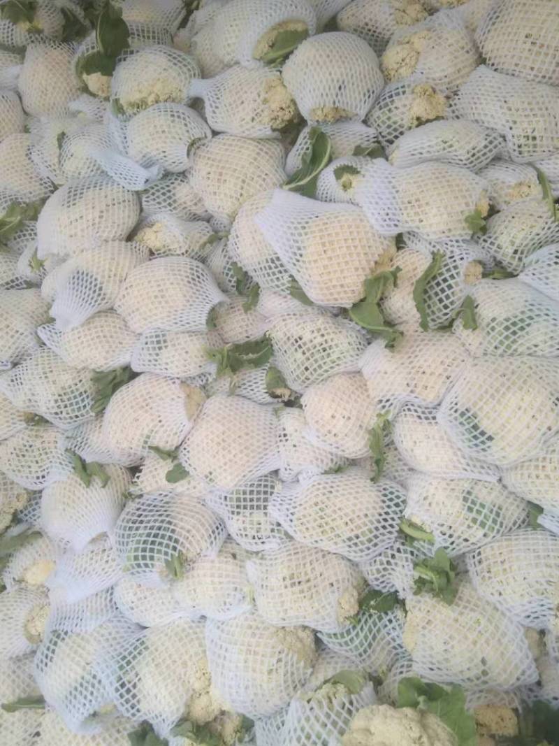 湖北天门松花菜，精品松花菜，产地直发，质优价廉，可发全国