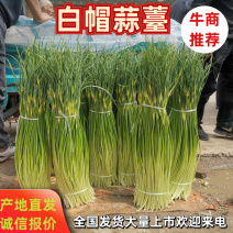 周口白帽蒜苔大量上市，产地实力代办，诚信经营，保证质量