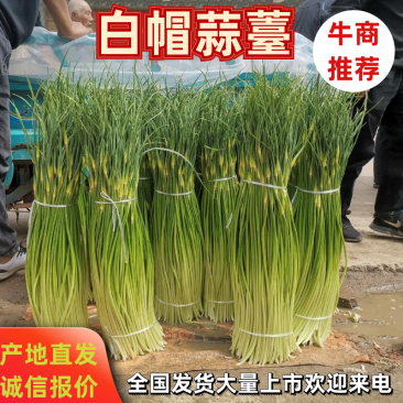周口白帽蒜苔大量上市，产地实力代办，诚信经营，保证质量