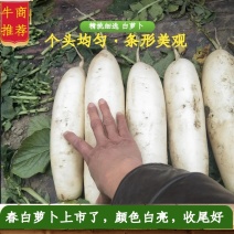 白萝卜1.5~2斤起，春白萝卜上市了，颜色白亮，收尾好