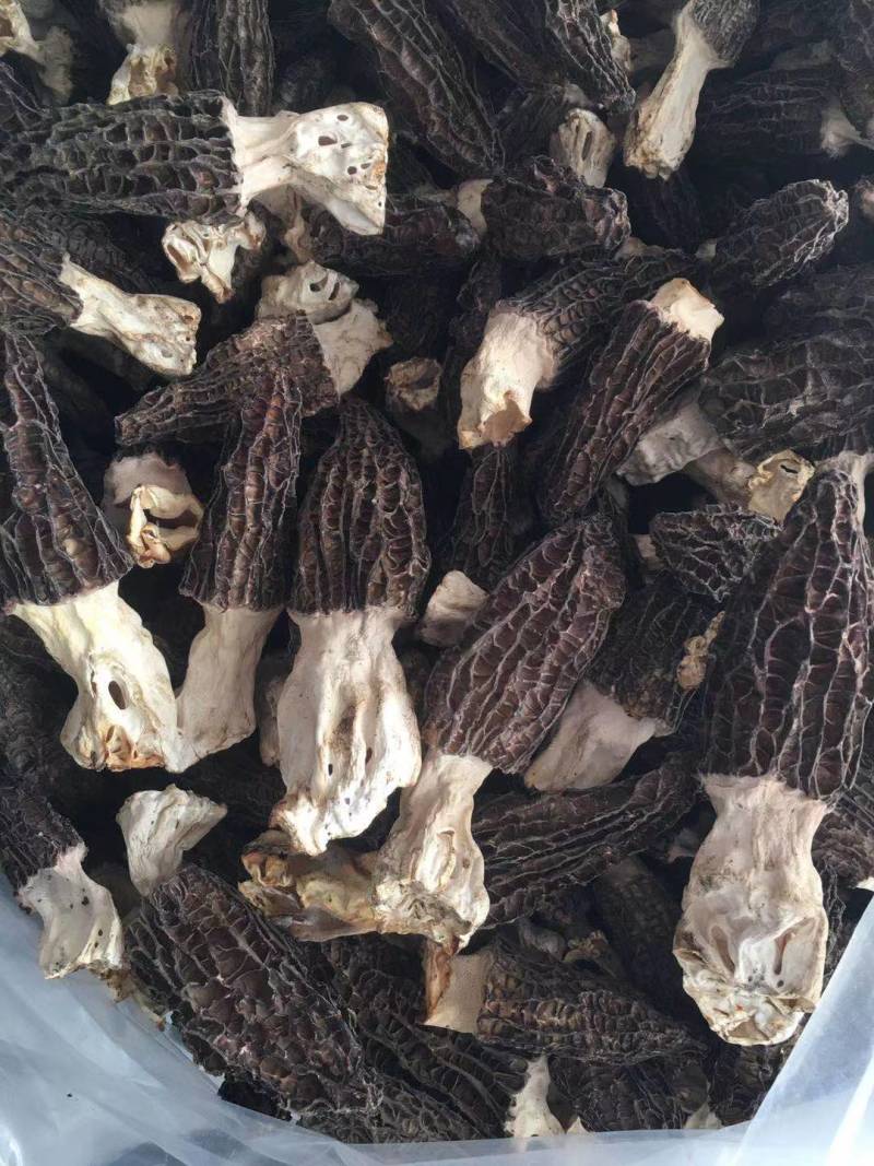 【正宗】羊肚菌优质羊肚菌正宗野生的羊肚菌干足斤足两