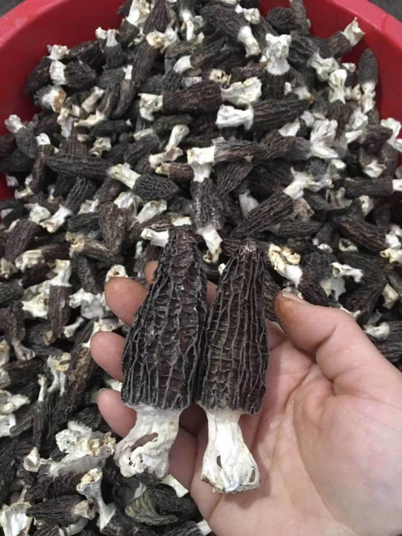 【正宗】羊肚菌优质羊肚菌正宗野生的羊肚菌干足斤足两