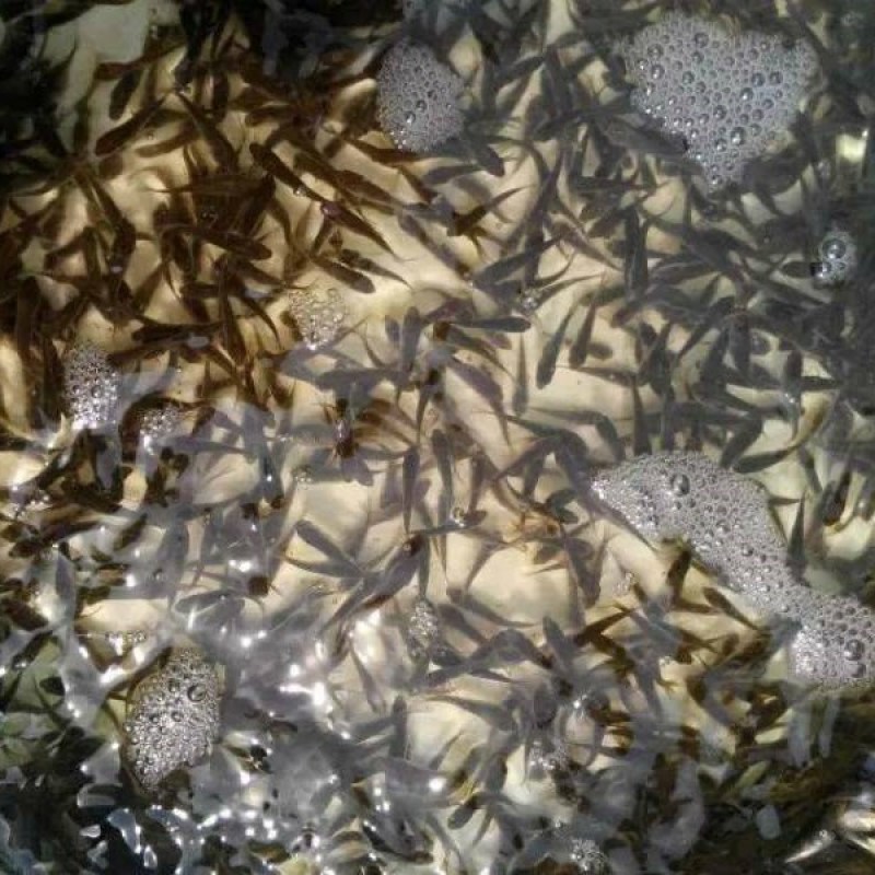 鲫鱼苗批发产地直销高质量无病开口苗包回收