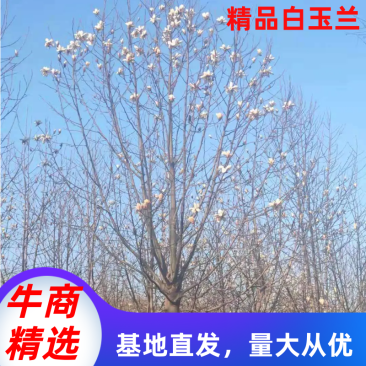 白玉兰红玉兰5公分8公分10公分12公分15公分玉兰树