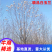 白玉兰红玉兰5公分8公分10公分12公分15公分玉兰树