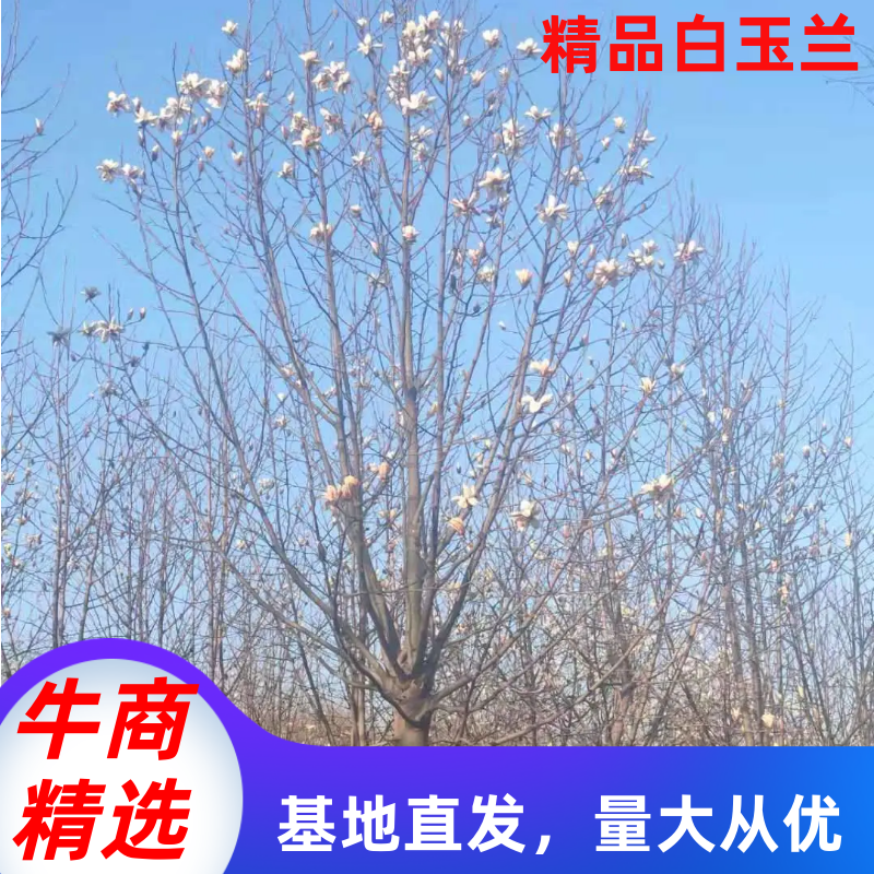 白玉兰红玉兰5公分8公分10公分12公分15公分玉兰树
