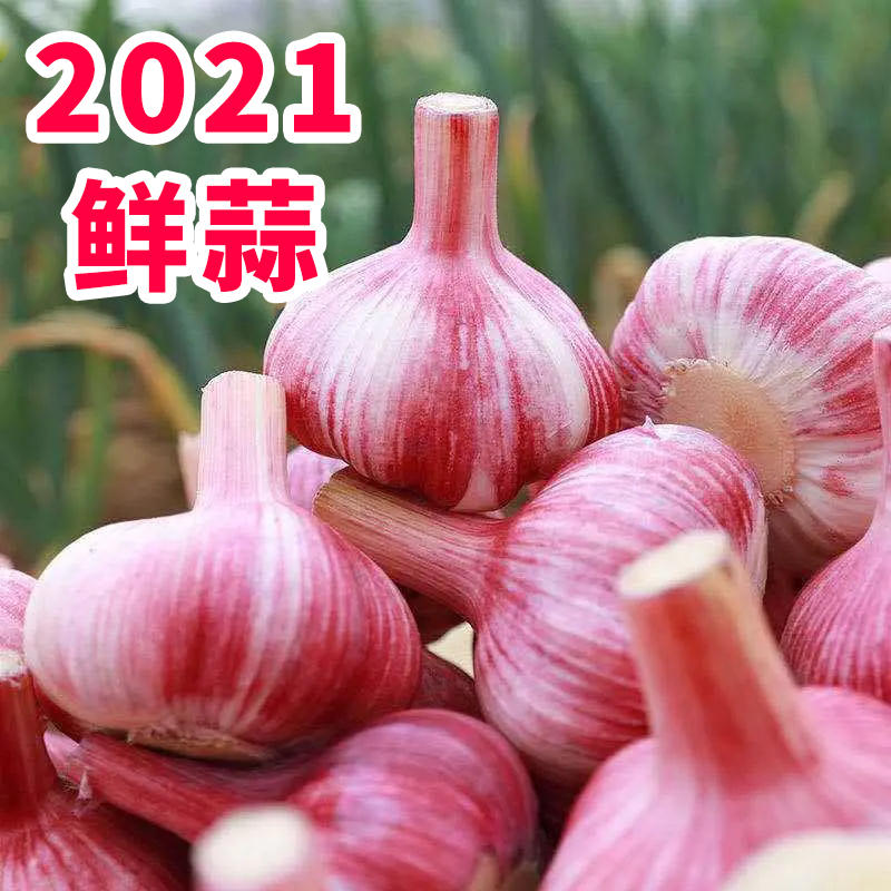2022年新鲜大蒜、紫皮大蒜、苗蒜，剥皮蒜50以上、产地