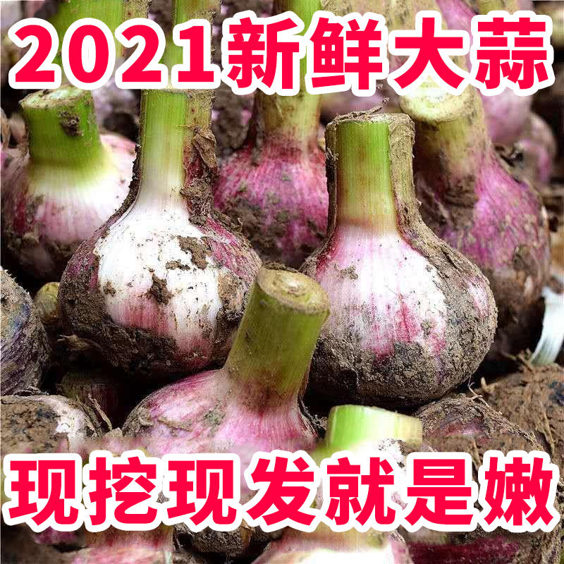 2022年新鲜大蒜、紫皮大蒜、苗蒜，剥皮蒜50以上、产地