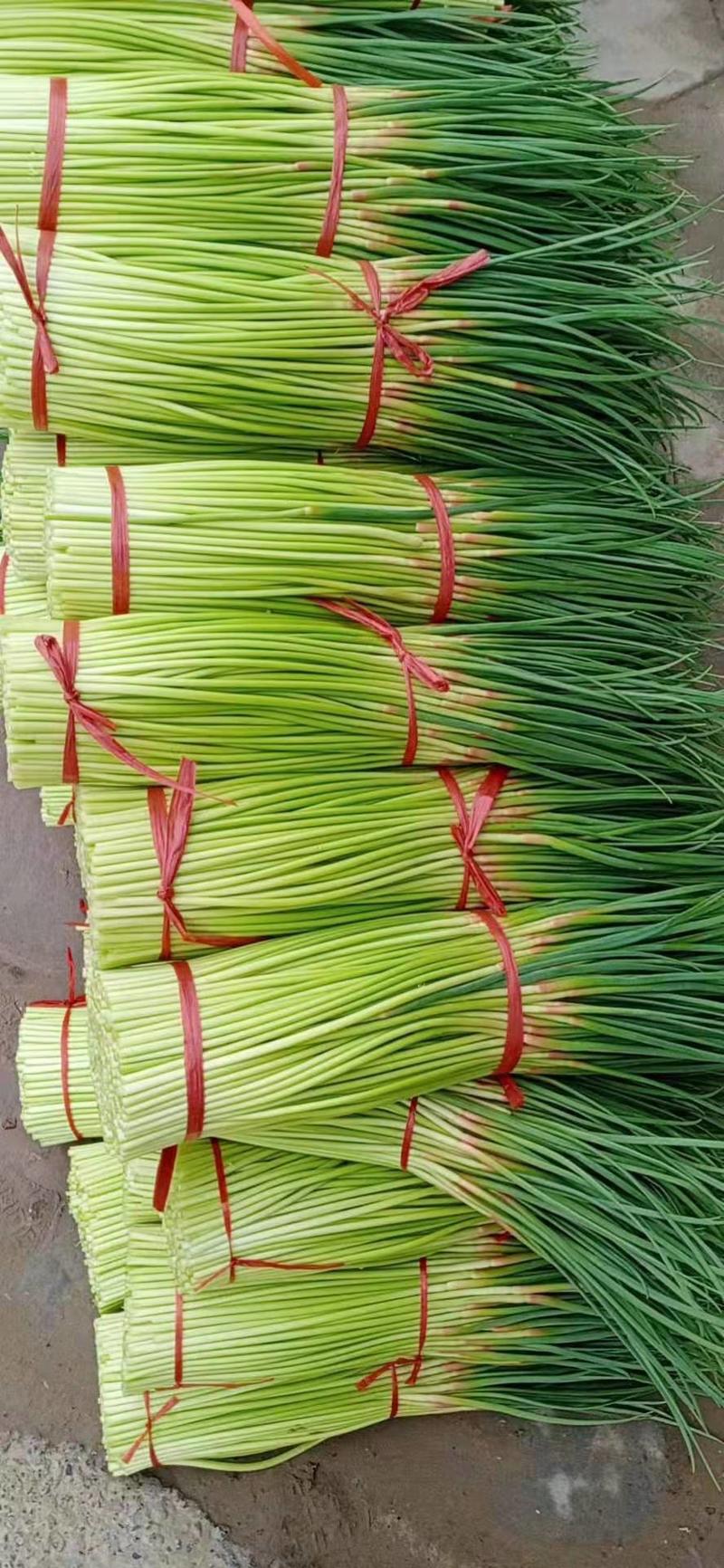 中牟县韩寺精品红冒蒜苔大量上市，合作共赢，可视频看货。