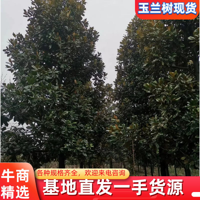 广玉兰12公分15公分18公分20公分25公分量大欢迎来电