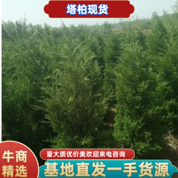 塔柏，蜀侩1米高1米5高1米8高2米高2米5高塔柏价格