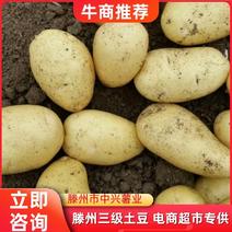 滕州新土豆，新品2-3两电商土豆，价格实惠，大量有货