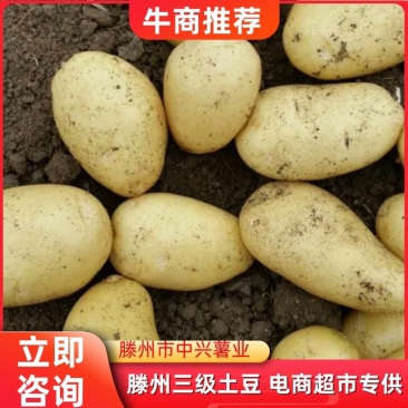 滕州新土豆，新品2-3两电商土豆，价格实惠，大量有货